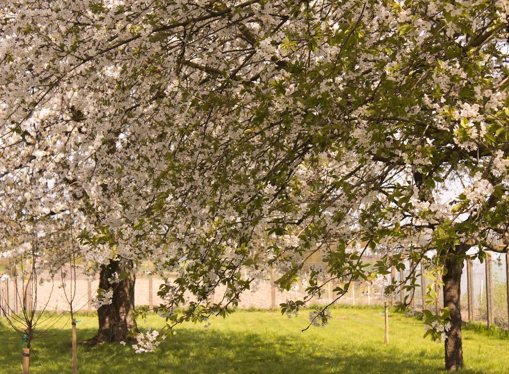 B&B Den Boomgaard Moorsel Buitenkant foto